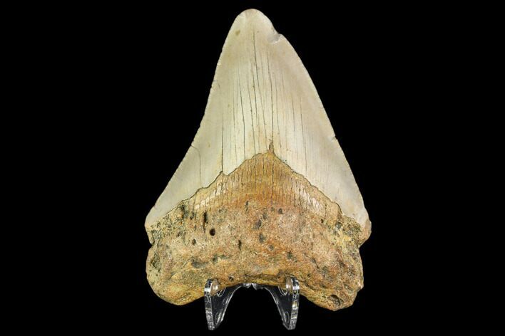 Fossil Megalodon Tooth - North Carolina #109719